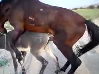 Animals having sex in the farm with horses fucking